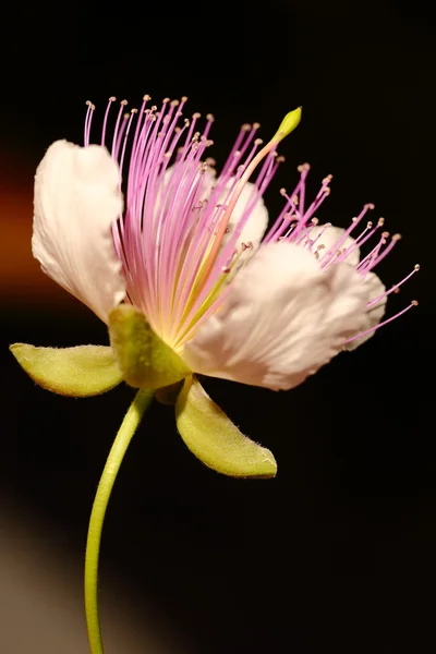 Caper blooming flower macro shot — Stock Photo, Image