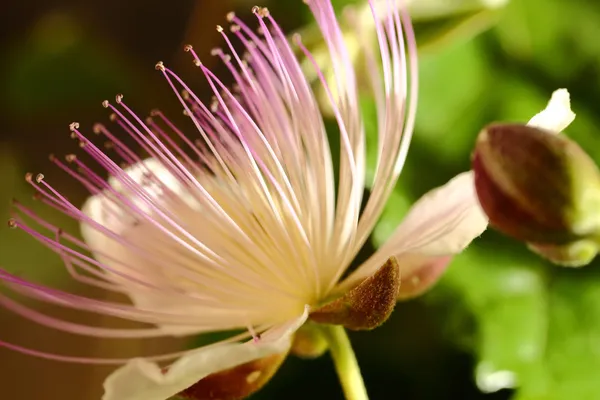 Caper blooming flower micro shot — Stock Photo, Image