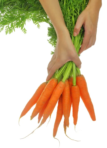 Hands holding carrots with leaves isolated on white — Stock Photo, Image