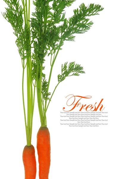 Fresh carrots with leaves isolated on white background — Stock Photo, Image