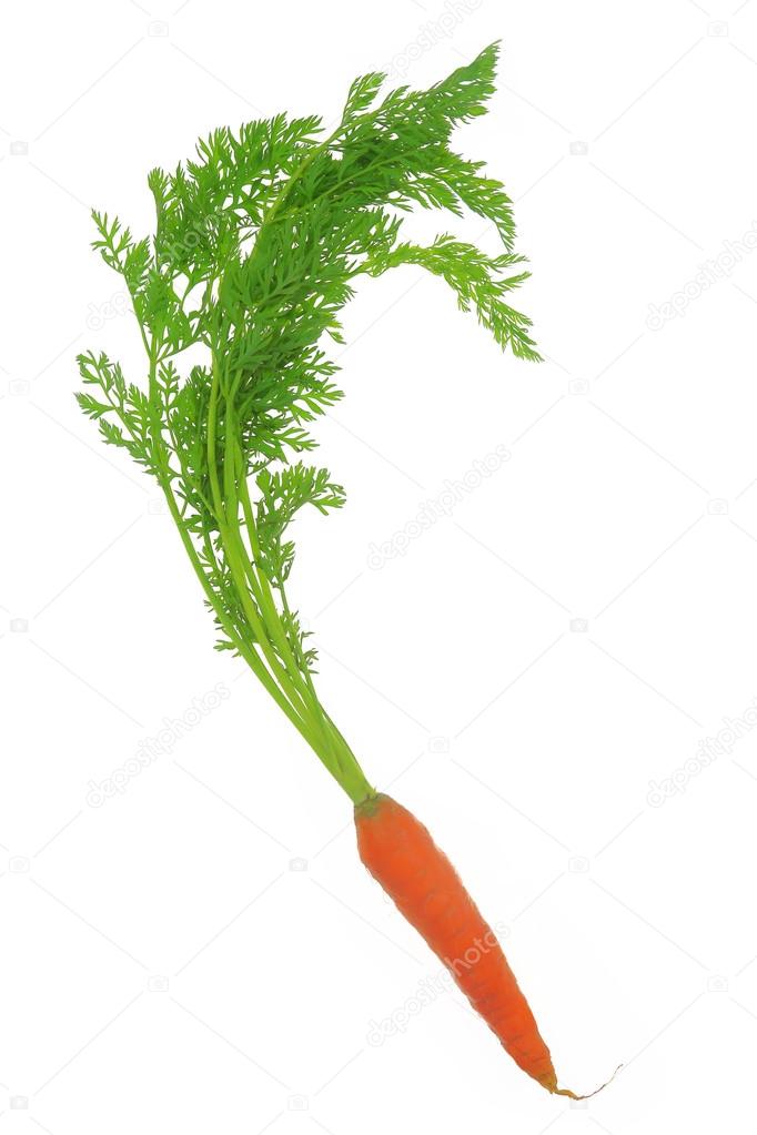 Fresh carrot with leaves isolated on white background 