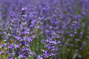 alan closeup lavanta çiçeği.