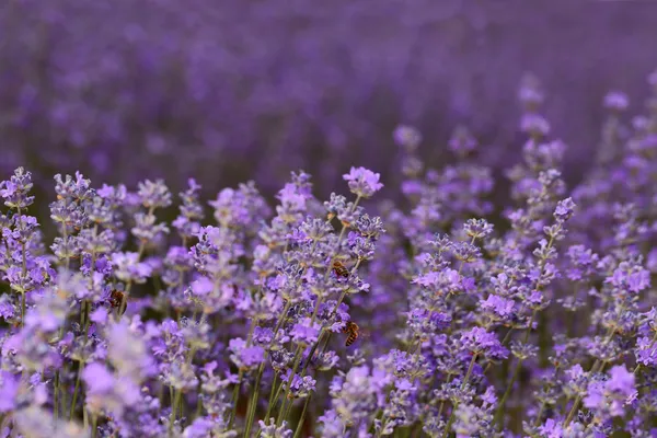 Abelhas de mel em flores de lavanda florescendo close-up — Fotografia de Stock