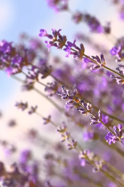 Lavender flowers in the field closeup — Stock Photo, Image