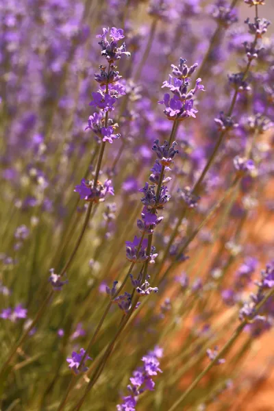Lavender flowers in the field closeup — Stock Photo, Image
