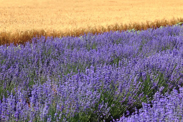 Campos violetas de lavanda cultivada — Fotografia de Stock