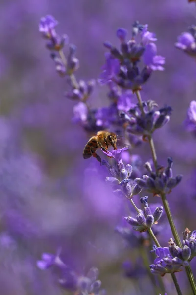 Honigbiene auf blühenden Lavendelblüten Nahaufnahme — Stockfoto
