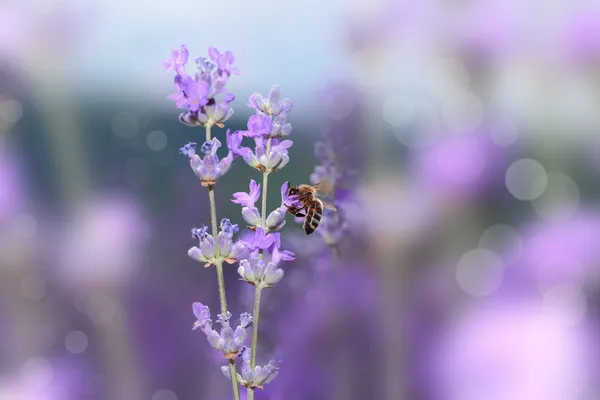 Honey bee on blooming lavender flowers closeup — Stock Photo, Image
