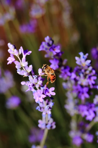 Abeille miel sur floraison fleurs de lavande gros plan — Photo