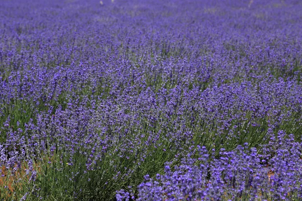 Violett fält odlad lavendel — Stockfoto