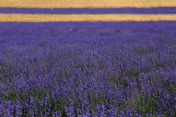 Violetas campos de lavanda cultivada — Zdjęcie stockowe