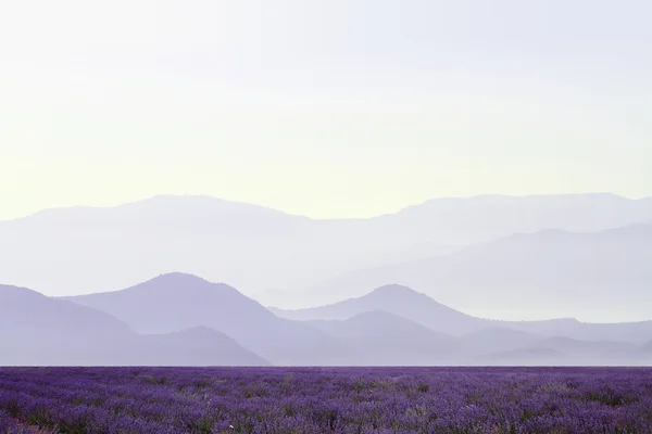 Campi di lavanda con montagne lontane — Foto Stock