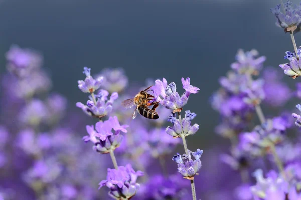 Honigbiene auf blühenden Lavendelblüten Nahaufnahme — Stockfoto