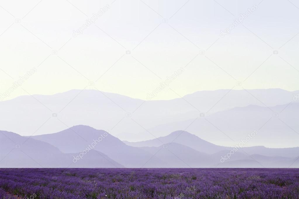 Lavender fields with distant mountains