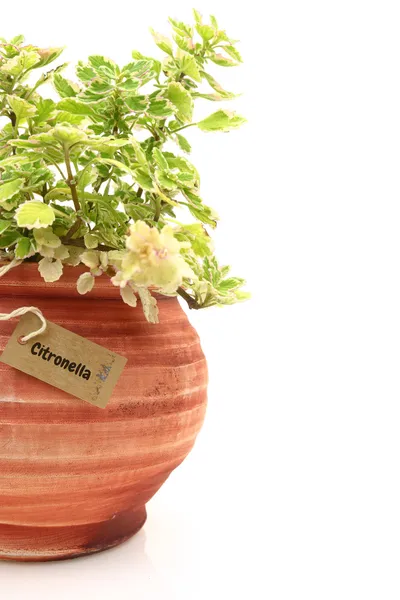 Verse citronella planten in een klei pot — Stockfoto