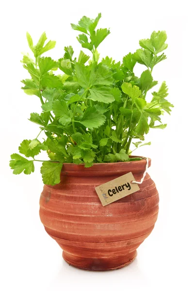 Fresh celery plant in a clay pot — Stock Photo, Image