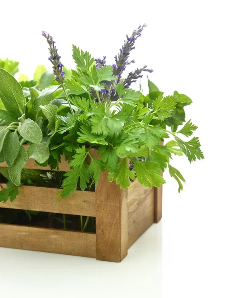 Ervas frescas em caixa de madeira — Fotografia de Stock