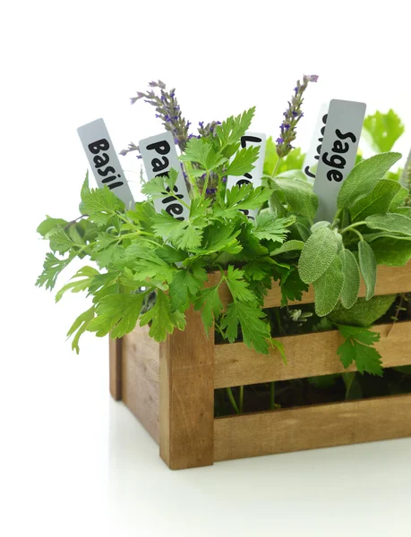 Fresh herbs with name tags in wooden box — Stock Photo, Image