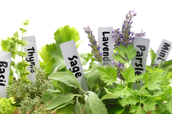 Close up of fresh herbs with name tags — Stock Photo, Image