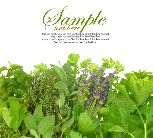Close up of fresh herbs — Stock Photo, Image
