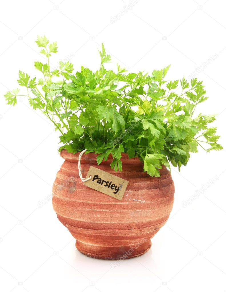 Fresh parsley plant in a clay pot