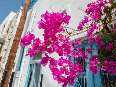 Bougainvillea çiçek açmış. 
