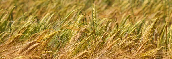 Pšeničné Pole Closeup Hloubkou Ostrosti — Stock fotografie