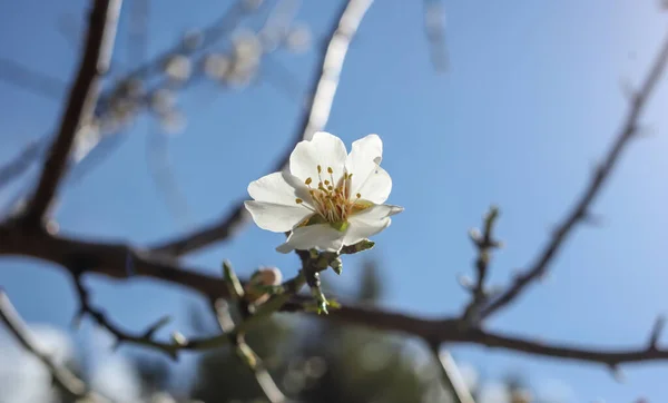 Fehér Virágzó Virágok Mandula Ága Tavaszi Gyümölcsfa Elmosódott Háttér Zár — Stock Fotó
