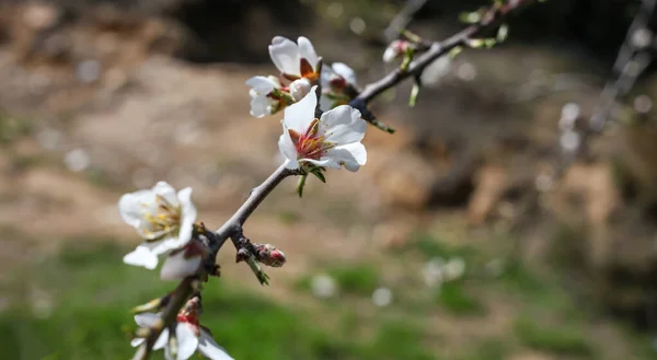 Weiße Blühende Blüten Auf Mandelzweigen Obstbaum Frühling Verschwommener Hintergrund Nahaufnahme — Stockfoto