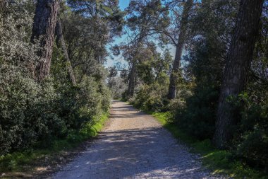 Orman ağaçlarının arasından yeşil çalılarla çevrili yol ve terk et.