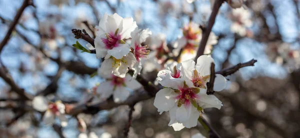 Vita Blommor Mandel Trädgren Fruktträd Våren Suddig Bakgrund Närbild Med — Stockfoto