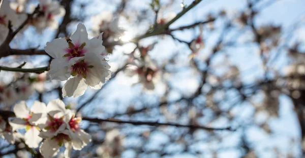 Fehér Virágzó Virágok Mandula Ága Tavaszi Gyümölcsfa Elmosódott Háttér Zár — Stock Fotó