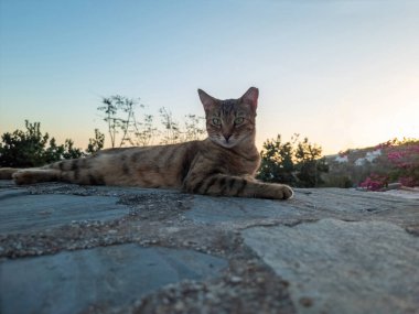 Kahverengi tekir kedi gün batımında kayalık yüzeyde yatıyor. Kulak uçlu kısırlaştırılmış kedi portresi. Yunan adaları gün batımında, Kiklad Yunanistan 'da.