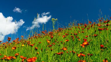 portakal çiçekleri ve yeşil otlar çayırlar
