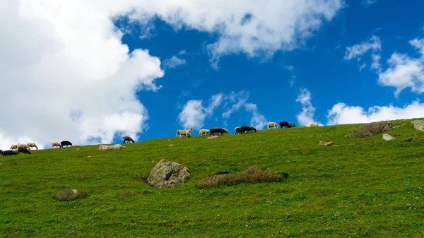 Herd of sheep on a green hill against the background of dark blue sky — Stock Photo, Image
