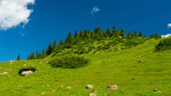 Collines, prairies et une herbe verte à Altyn-Arashan, Kirghizistan — Photo