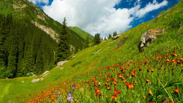 Berg, ängar i orange blommor och ett grönt gräs — Stockfoto