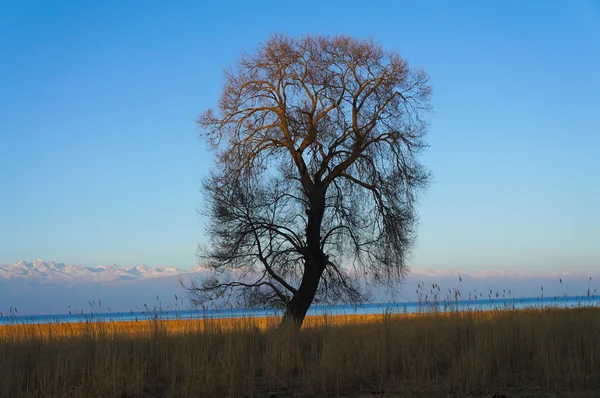 Fanciful branchy tree on a sunset — Stock Photo, Image