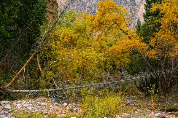 Pinturas amarillas de otoño en las montañas . —  Fotos de Stock