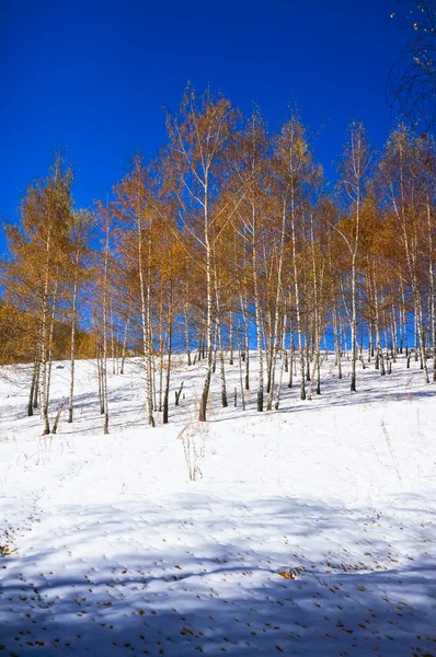 Birchwood w zimie, żółte liście na białym śniegu — Zdjęcie stockowe