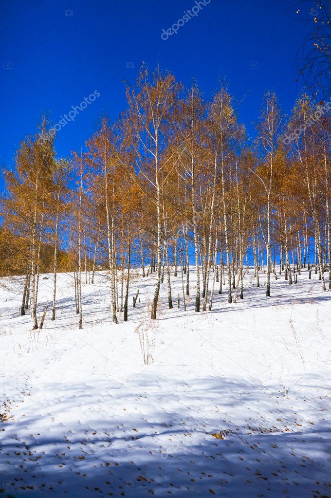 Birchwood in the winter, with yellow leaves on white snow