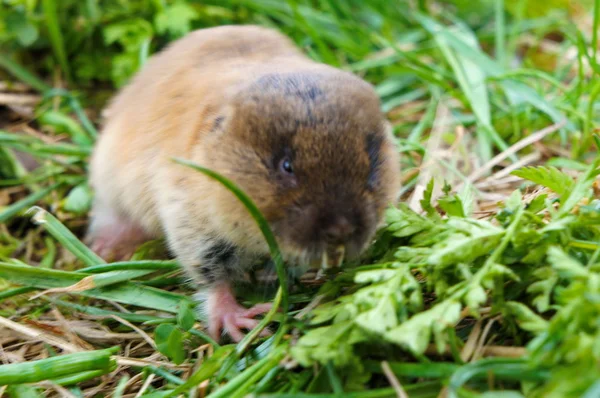 Amusing, brown small animal the shrew in a green grass. — Stock Photo, Image