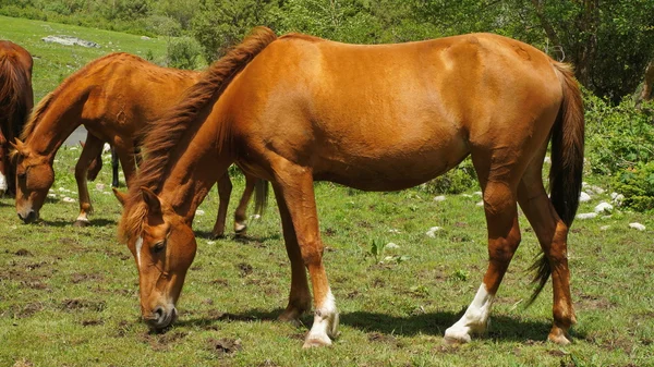 O cavalo marrom é pastado em um prado — Fotografia de Stock