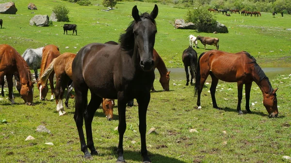 Black stallion and brown horses on a meadow — Stock Photo, Image