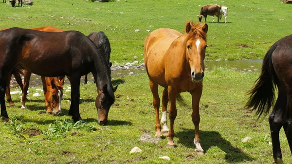 Caballos negros y marrones en un prado — Foto de Stock