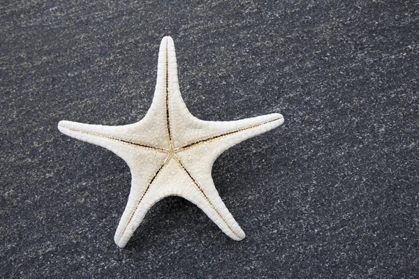 Estrella de mar — Foto de Stock