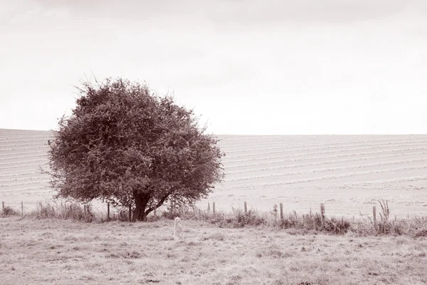 Árvore no campo — Fotografia de Stock