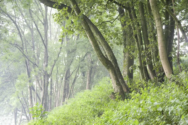 Trær og vegetasjon – stockfoto