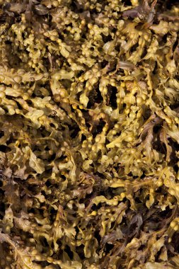 Deniz yosunu arka plan