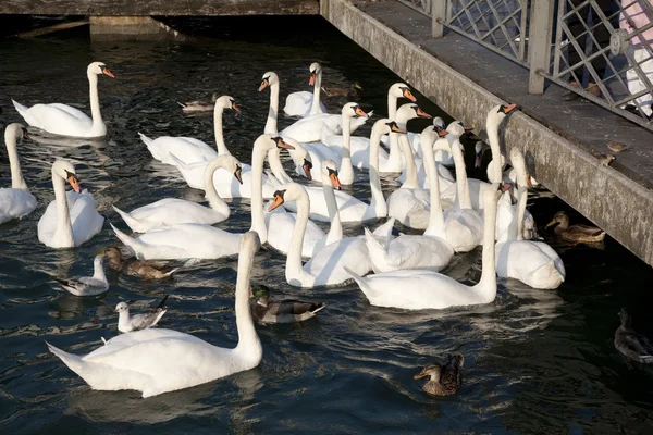 Cisnes e Patos na Água no Lago de Genebra — Fotografia de Stock